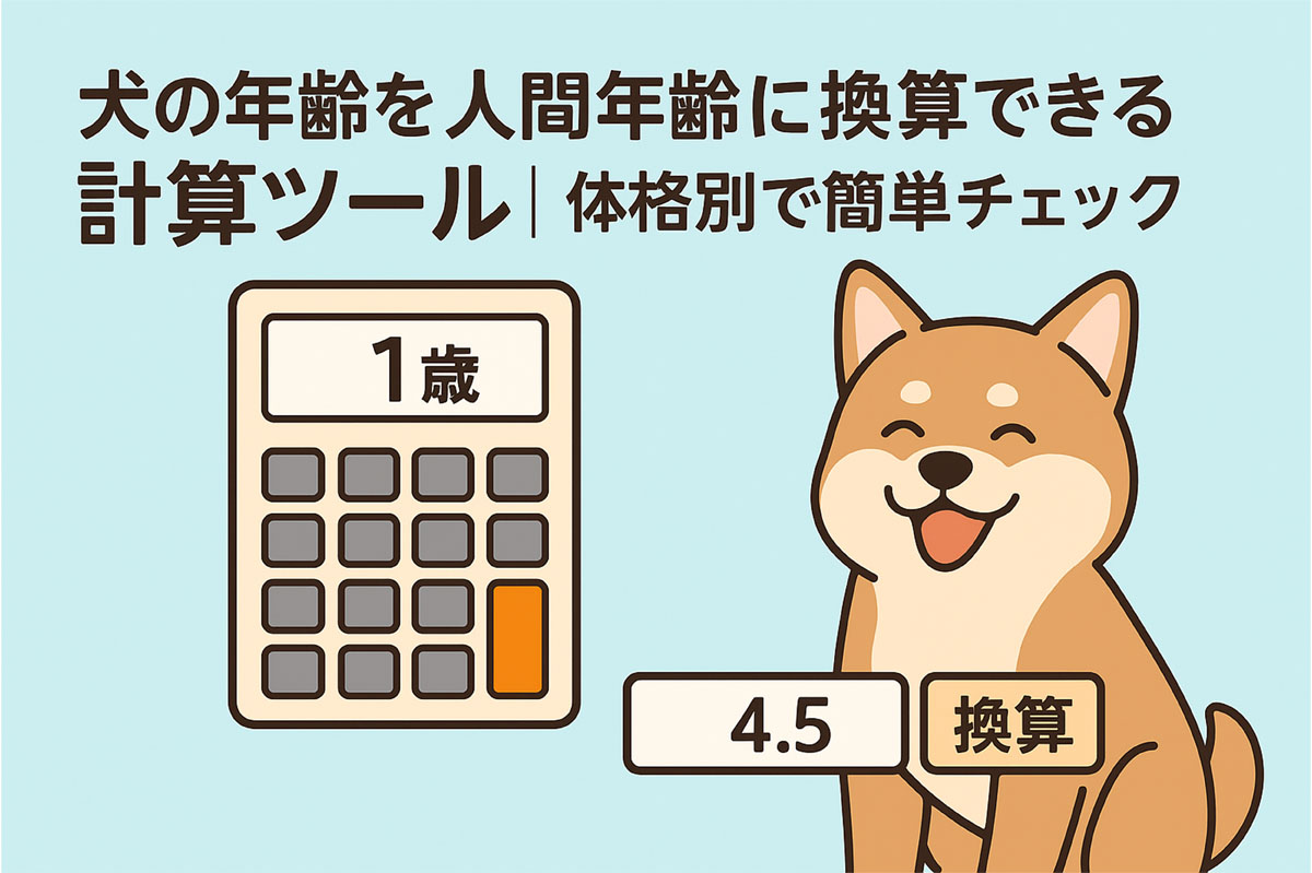 犬の年齢を人間年齢に換算できる計算ツール|小型犬・中型犬・大型犬の体格別で簡単にチェック可能